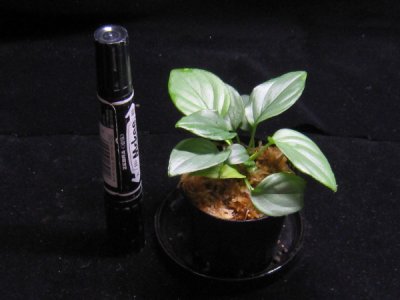 画像1: 【ホマロメナ】Homalomena sp. Silver Powder red-stem 02 Sumatra