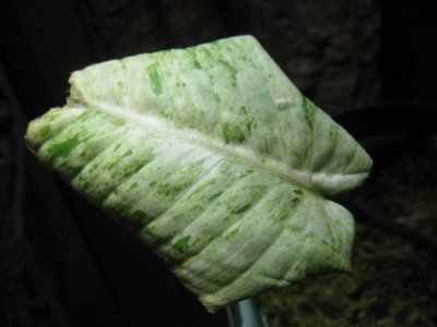 画像3: 【スキスマ】Schismatoglottis sp.variegata rare