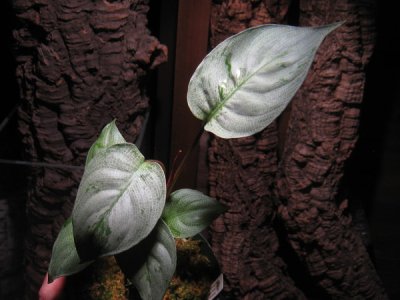 画像2: 【スキスマ】Schismatoglottis sp.Silver leaf Lingga