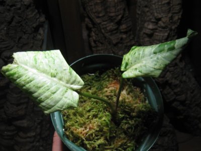 画像2: 【スキスマ】Schismatoglottis sp.variegata rare