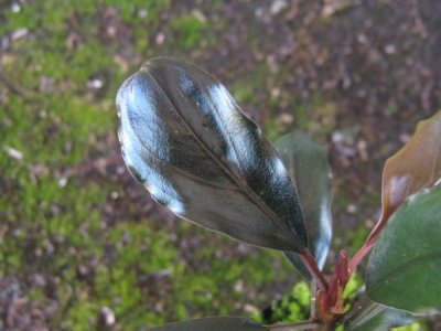 画像2: 【ブセ】Bucephalandra sp."Metallic dark red" red-type