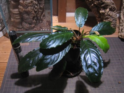 画像1: 【ホマロメナ】Homalomena sp.Euclase Pematang reba