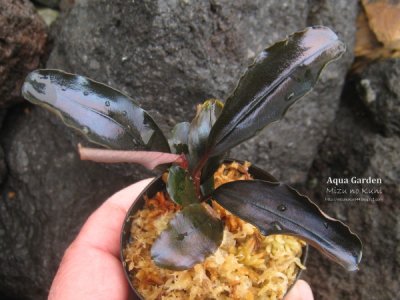 画像2: 【ブセ】Bucephalandra sp."Napoleon" super rare collection