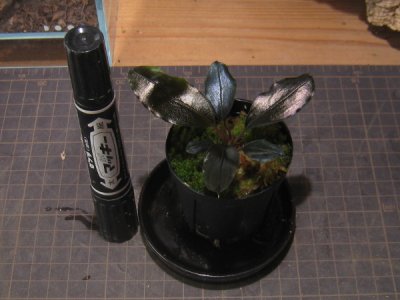 画像1: 【ブセ】Bucephalandra sp."Super dark blue"Yusnia