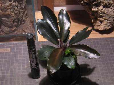 画像1: 【ブセ】Bucephalandra sp."Silver gray"Landak