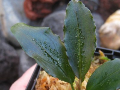 画像2: 【ブセ】Bucephalandra sp. "Akantha gray yellow" tempunak super rare