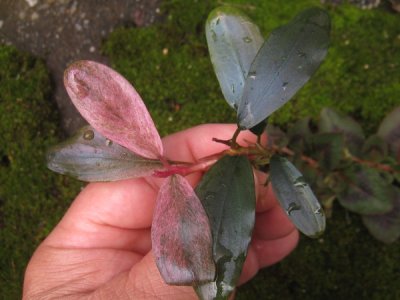 画像2: 【ブセ】Bucephalandra sp. "Red silver"original location(301)