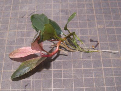 画像1: 【ブセ】Bucephalandra sp. "Red silver"original location(301)