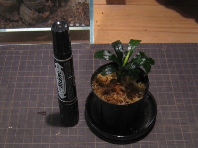 画像1: 【ブセ】Bucephalandra sp."Kalim"Mahakam