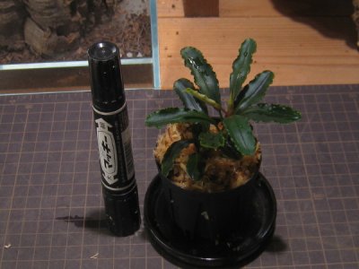 画像1: 【ブセ】Bucephalandra sp. "Brownie ghost Elnino"rare collection(90)