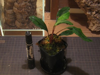 画像1: 【ブセ】Bucephalandra "Minotaur" kayu lapis