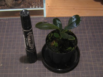 画像1: 【ブセ】Bucephalandra sp.Motleyana round red