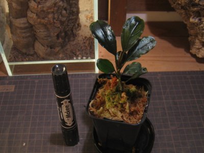 画像1: 【ブセ】Bucephalandra sp."Metallic dark red" original location