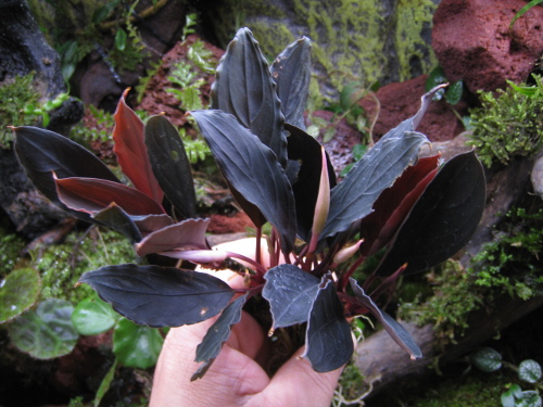 Bucephalandra sp. 