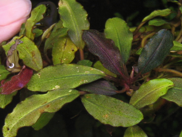 ブセファランドラ Bucephalandra sp. red waltz-