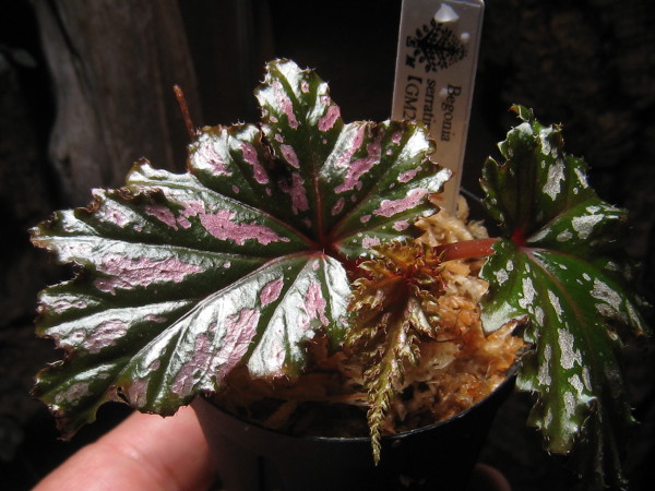 ベゴニア Begonia Serratipetala Aqua Garden 水の国