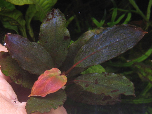 Bucephalandra sp. Galaxy Tricolore 大株 Bucephalandra sp. Galaxy Tricolore 大株（キボーデコ on X