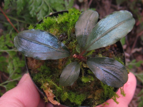 春祭り!!】Bucephalandra sp.